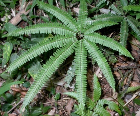 Adiantopsis radiata fern in Argentina