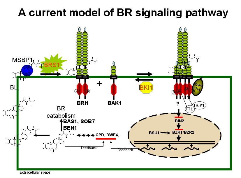 Brassinosteroid signalling model