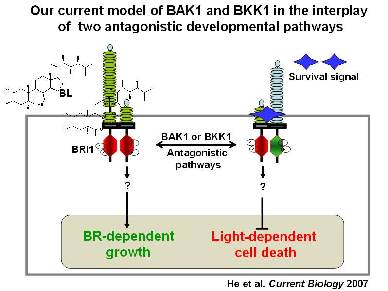Hypothetic functions of BAK1 and BKK1