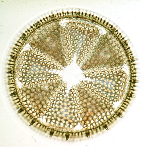 protoctists