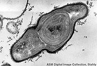 bacteria