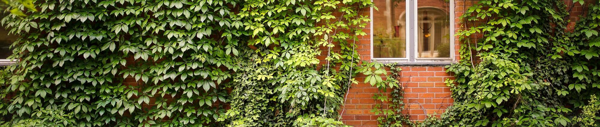 University of Oklahoma Building Covered in Ivy