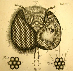 detailed drawing of the eye of a housefly, from the University of Oklahoma History of Science collection