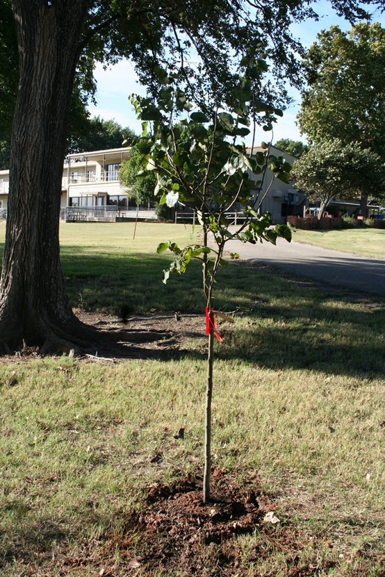 Oklahoma redbud planted in honor and memory of Marge Smith
