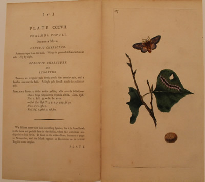 # 307.  Phalaena populi.  December moth