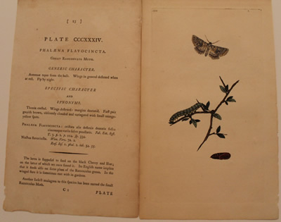 # 334.  Phalaena flavo cincta.  great ranunculus moth