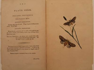 # 359.  Phalaena tritophus.  aspen prominent moth