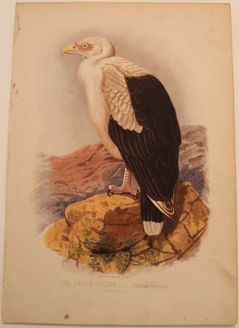 # 11.  Angola vulture