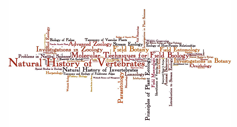 Word cloud of Summer Session classes over the years
