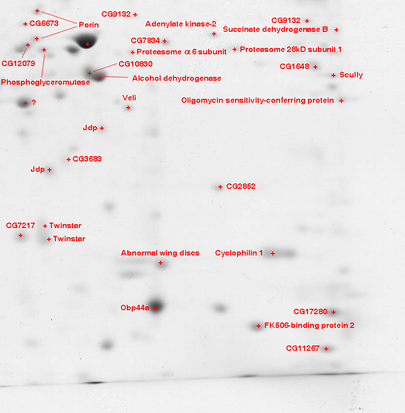 Drosophila Proteome Atlas / Brain AreaF1