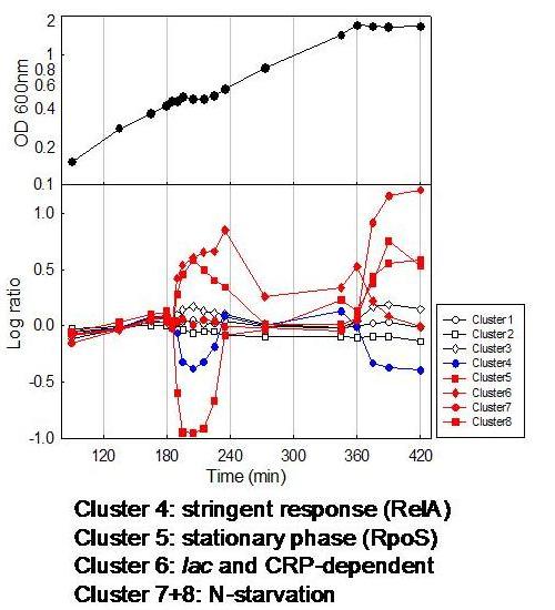 E. coli Projects Diauxie Regulation