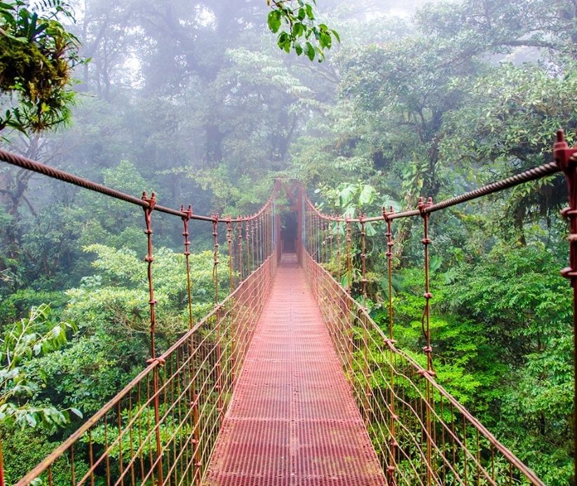 Suspended bridge in a jungle in Costa Rica