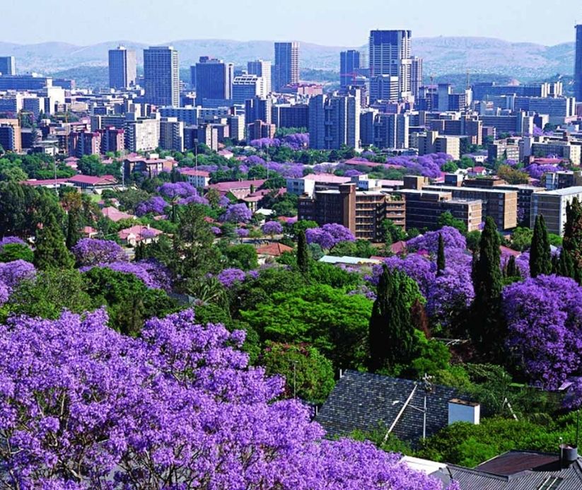 Purple trees in South Africa