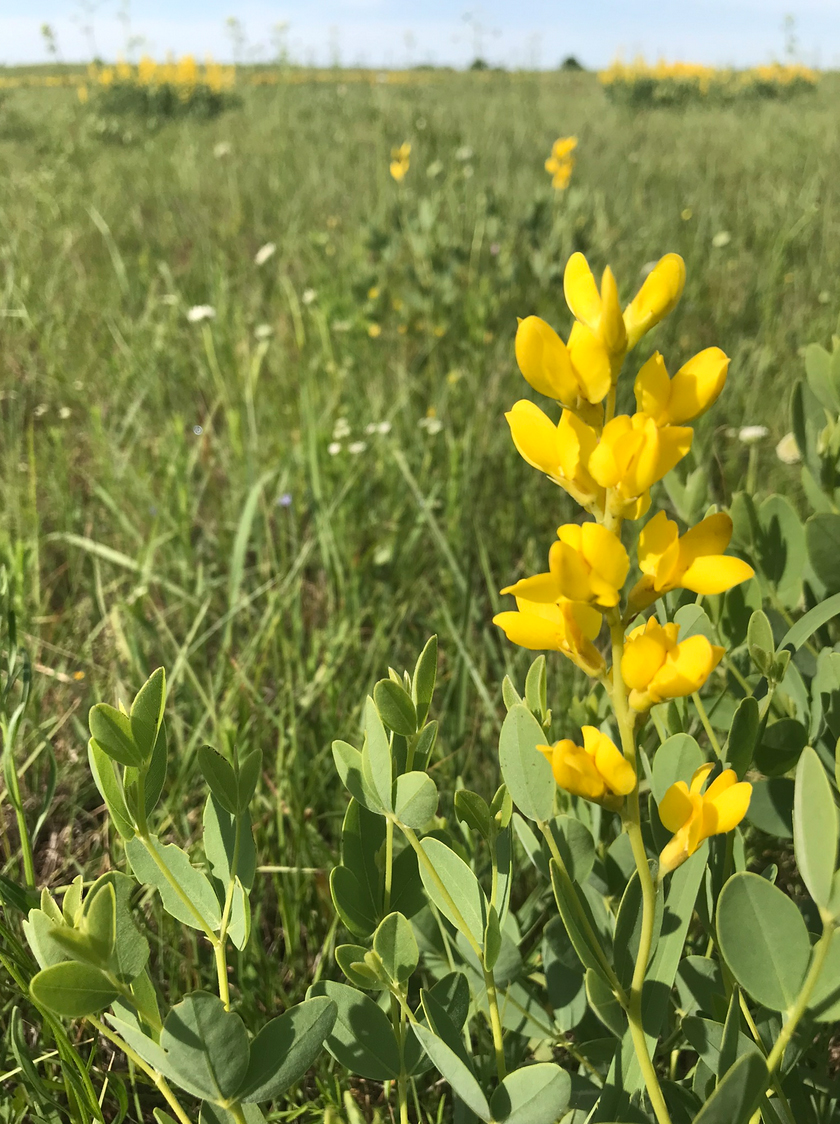 Yellow Wild Indigo
