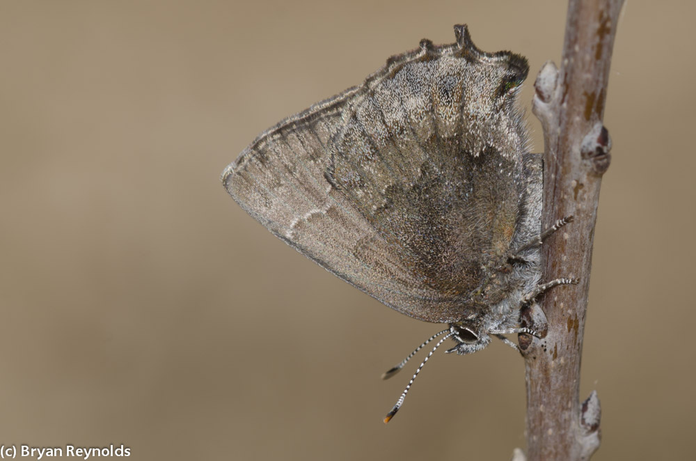 Profile of a Frosted Elfin (brown moth) on a stick looking down.
