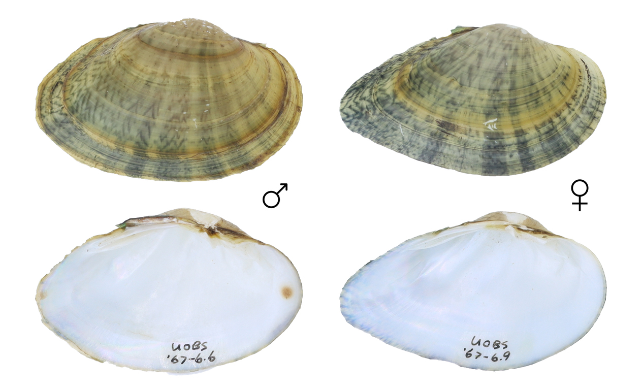 Photos of the top and underside of a male and female mussel.