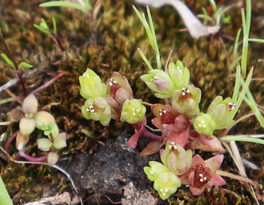 Photo of small semi-succulent plan with partially green and red leaves