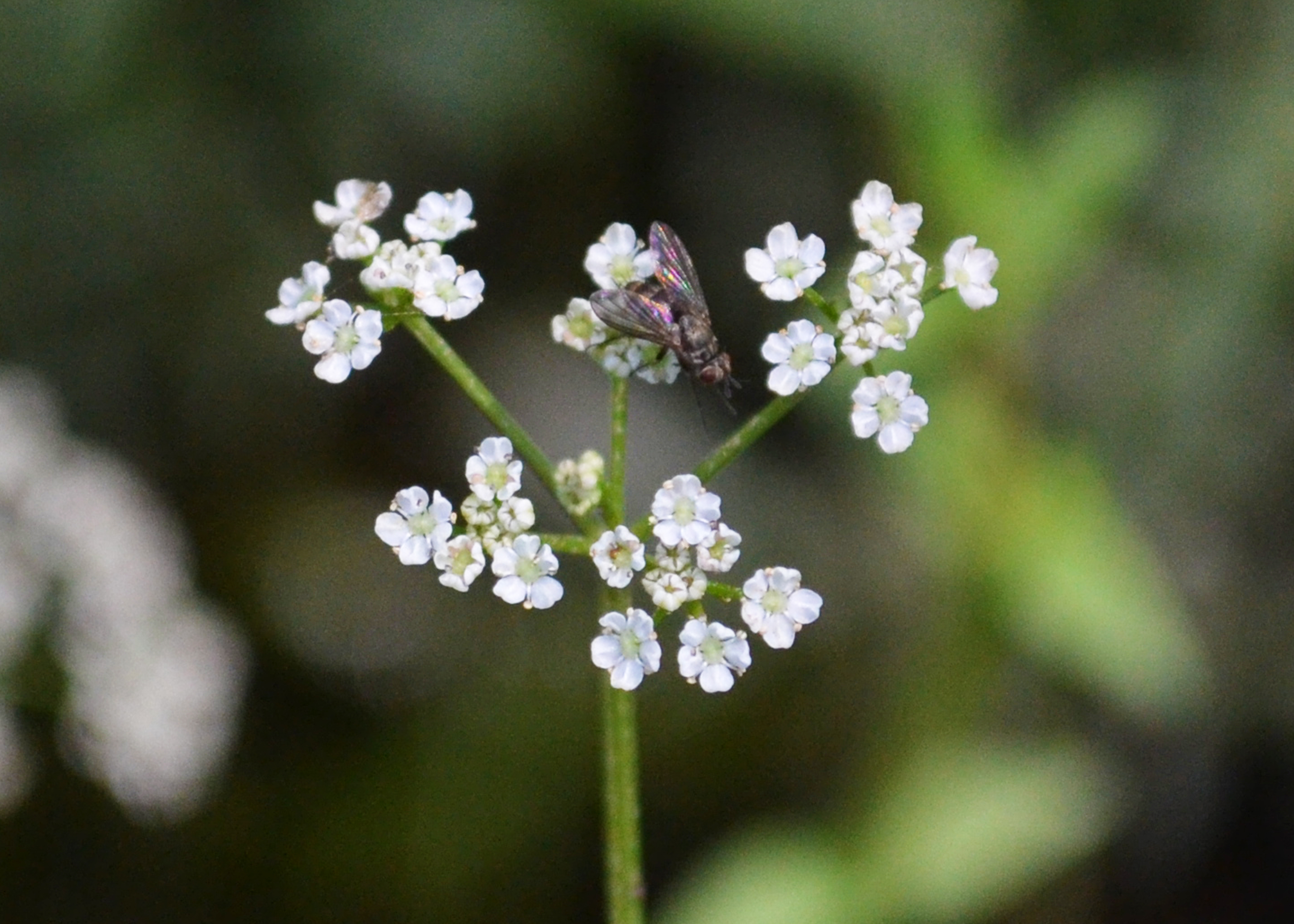 Image of plant with white umbelate flowers with a black background