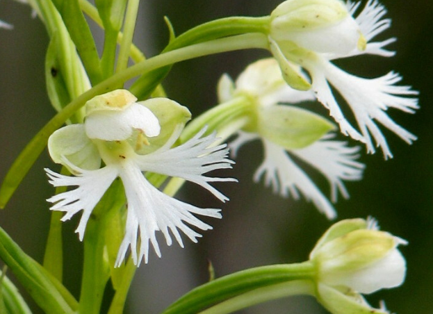 White, friged orchid. Multiple showy flowers along a green stalk