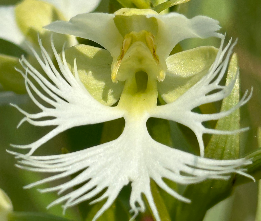 Single orchid flower with fringed petals