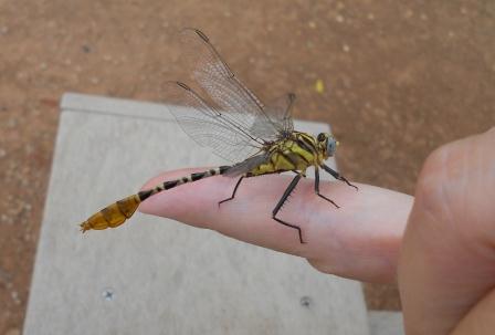 Dragonfly on a finger.