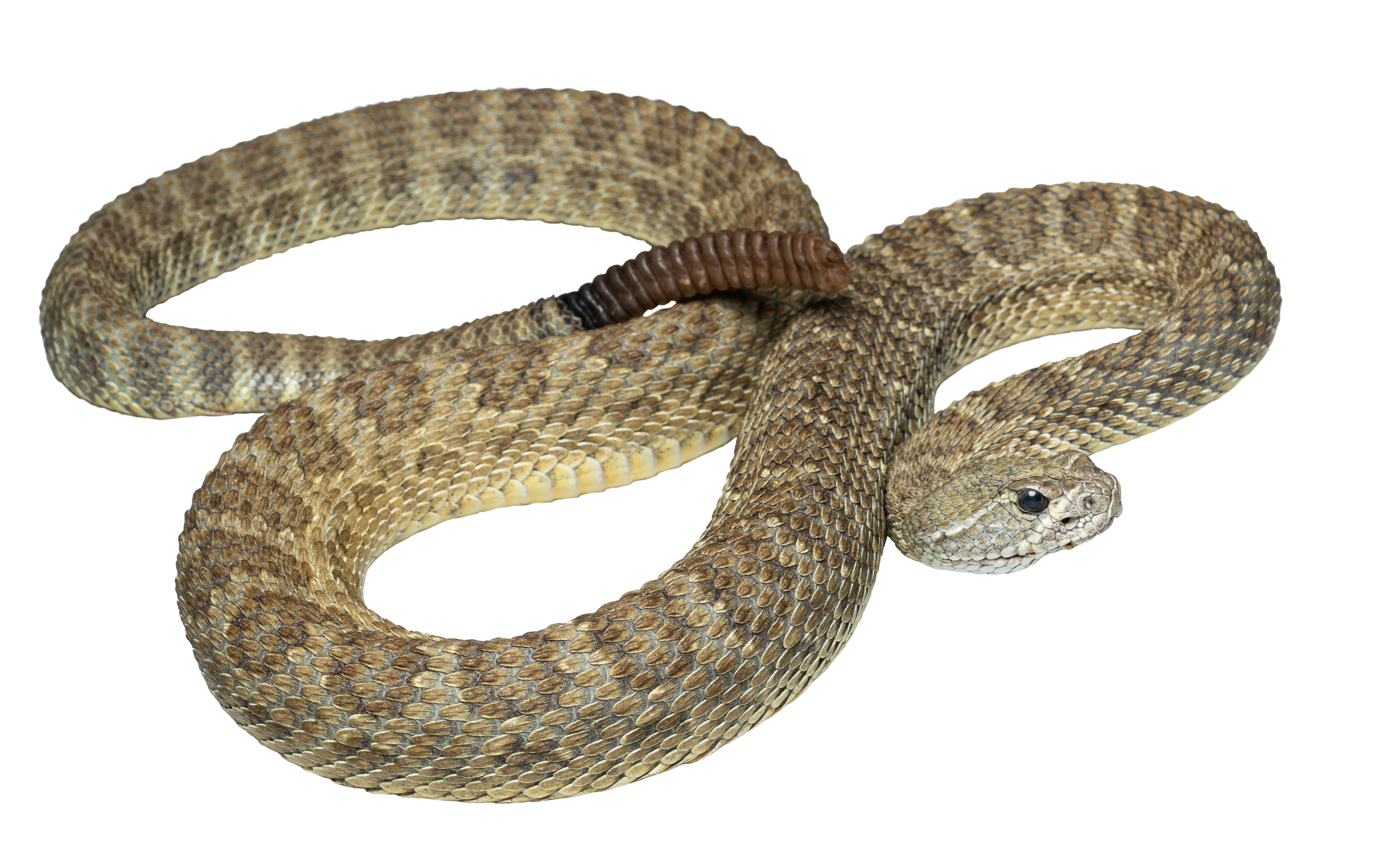 Prairie Rattlesnake