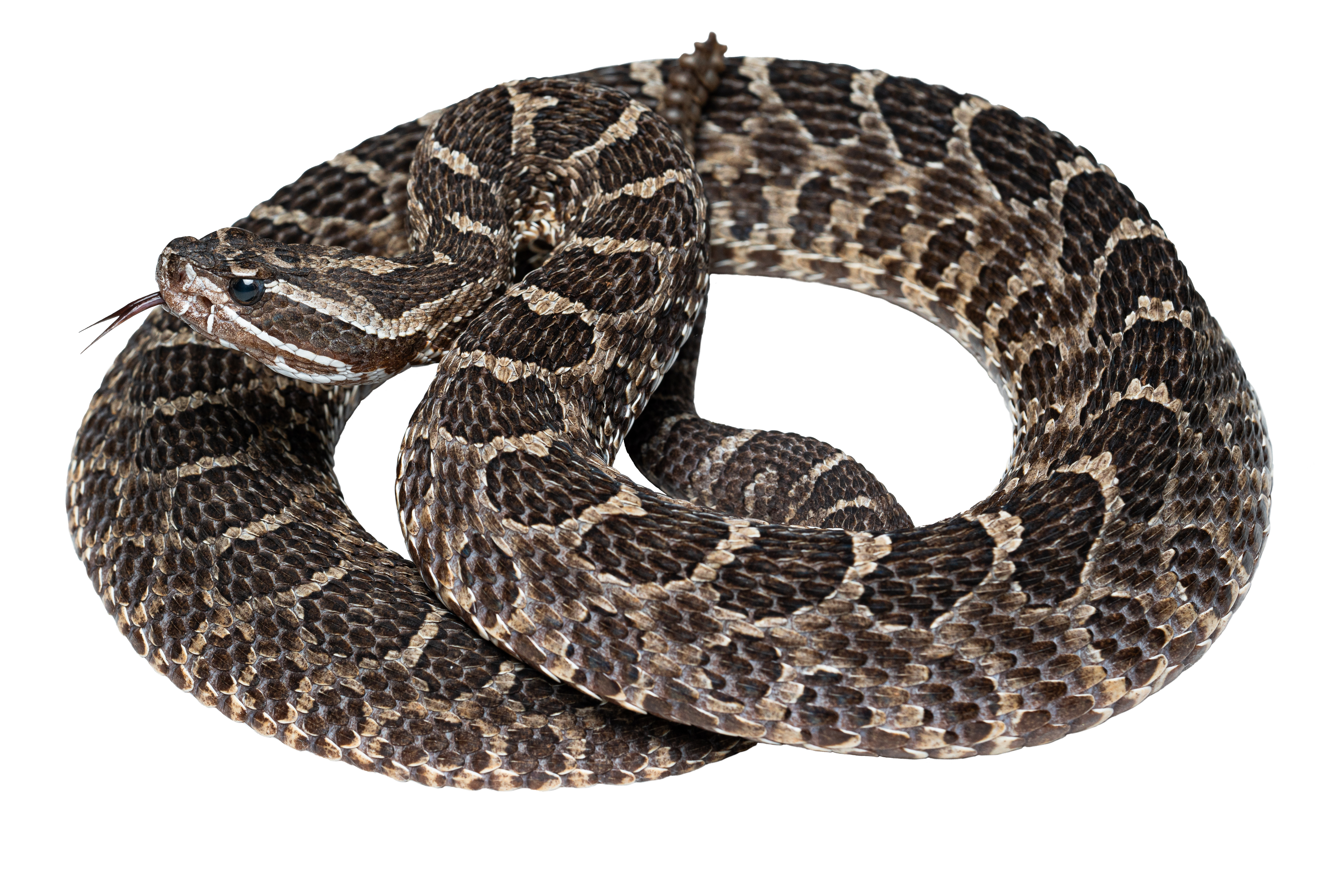 Prairie Rattlesnake