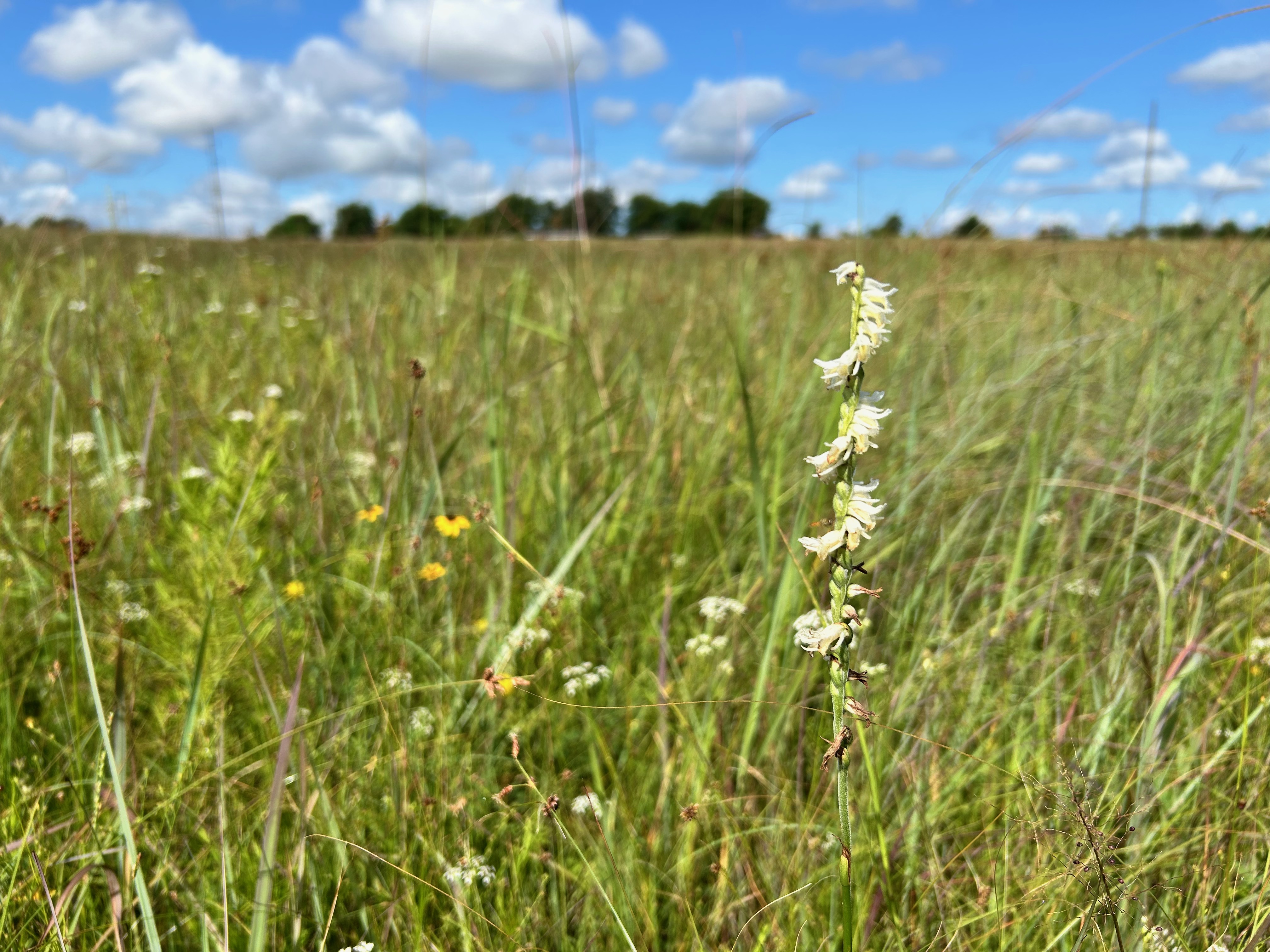 Priaire landscape with nodding lady's tresses in foreground.