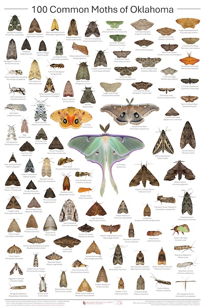 Moth Poster