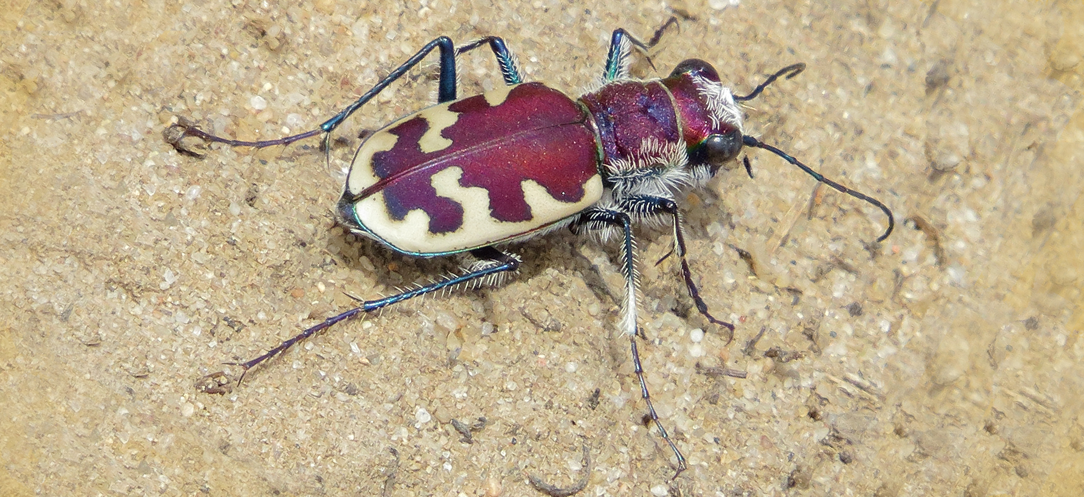 Tiger Beetle, a red and white beetle, on sand.