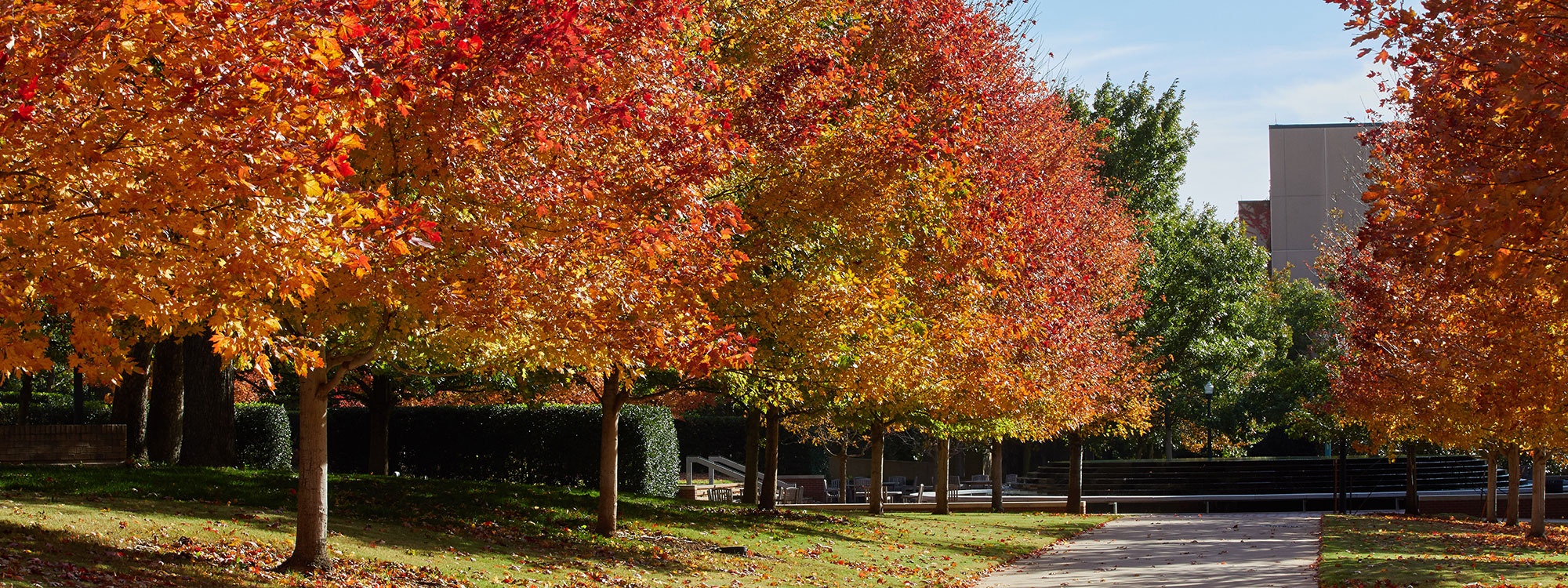 fall trees on OU HSC campus