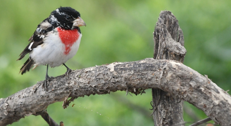 Rose-breasted Grosebeak