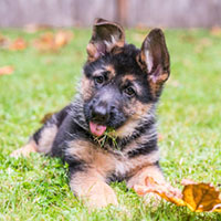 German Shepherd puppy lying in the grass.