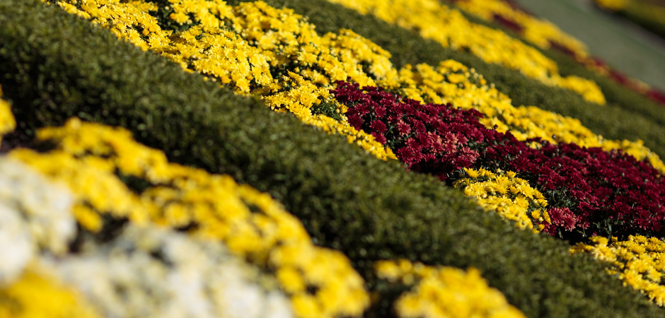 mums on the south oval
