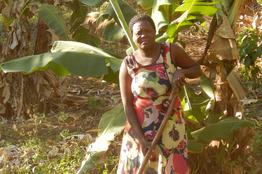 Woman holding tool standing among banana plants in field