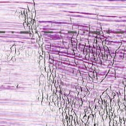 Seismic amplitude data in red and blue lines with vertical black fault lines.