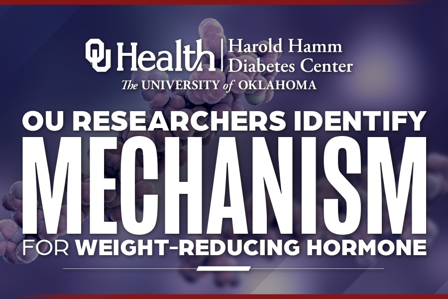 A graphic that reads "OU researchers identify mechanism for weight-reducing hormone." 