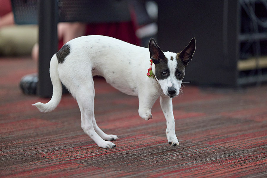 A three-legged dog mid-run. The dog is smaller, predominately white, with black ears, a black nose and a little black spot above its tail. 