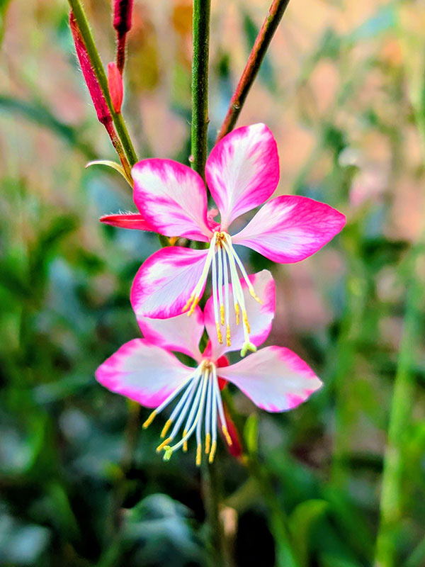 A photograph of vibrant white blooms lined with pink borders.