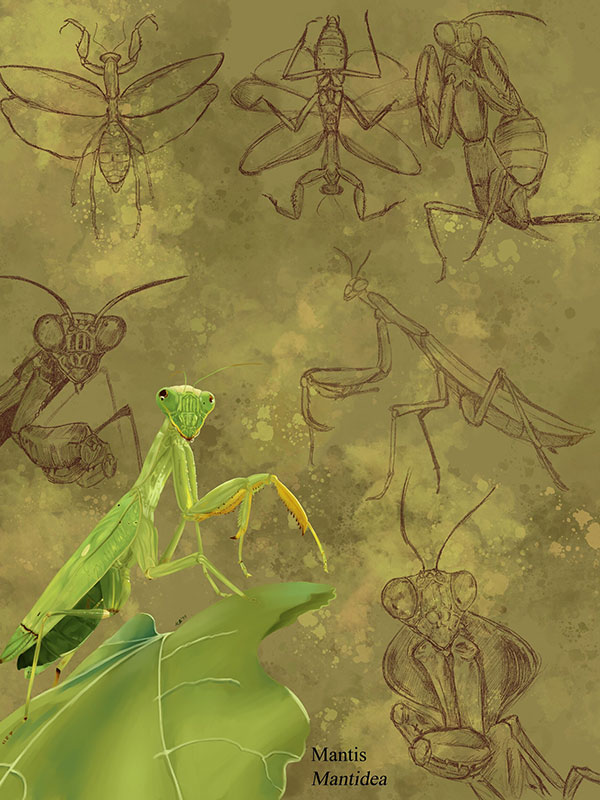 A digital drawing of a mantis framed by sketches of a mantis on a green background.