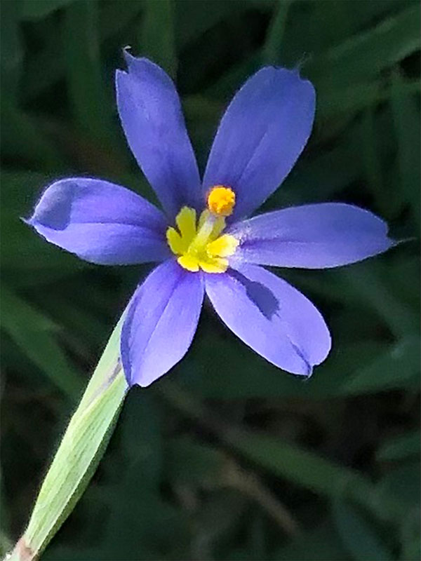 A bright violet color bloom. 