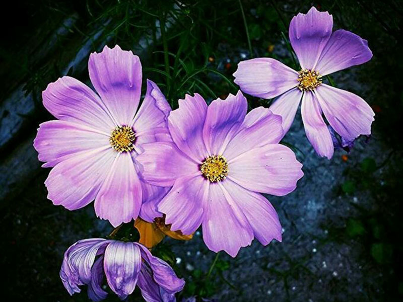 A dramatic closeup photo of purple flowers.