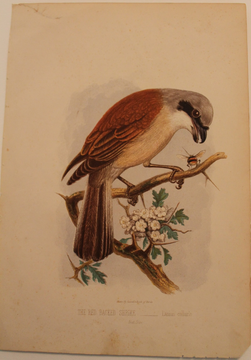  # 14.  Red-backed shrike
