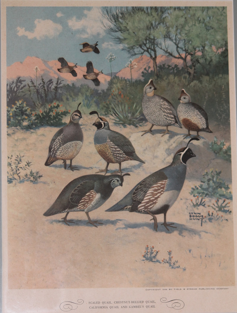 Lynn Bogue Hunt print from Field and Stream, 1944.  10 1/2 X 15"