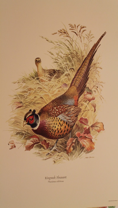 Ringneck pheasant