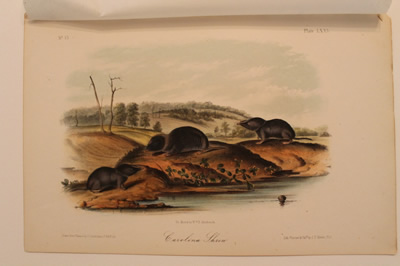 # 75  Carolina shrew