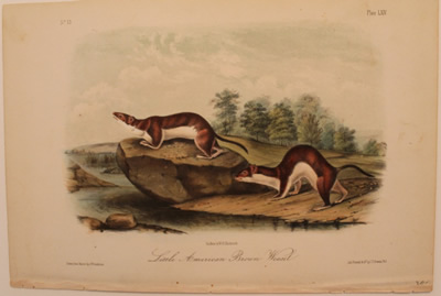 # 64. Little American brown weasel