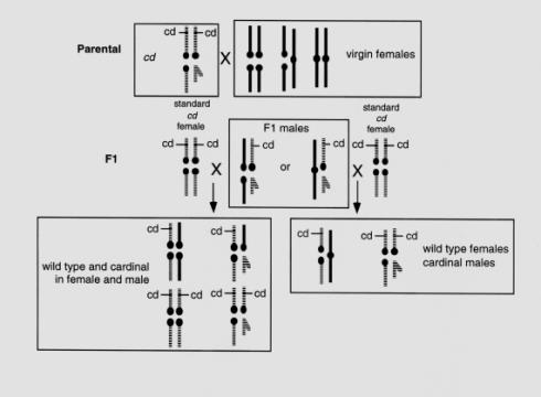 LEAD Technologies Inc. V1.01