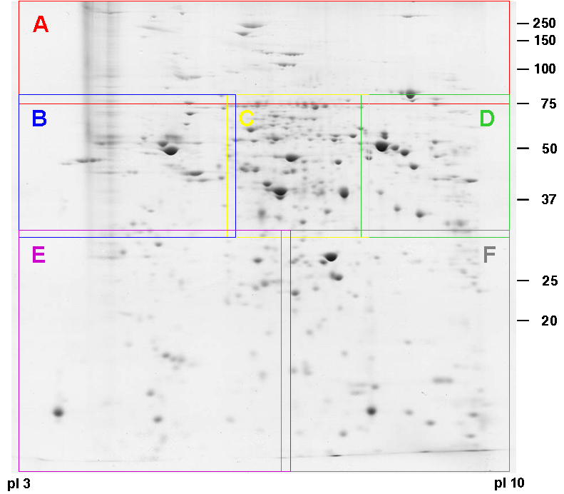 Drosophila Proteome Atlas / Protein Map / Brain