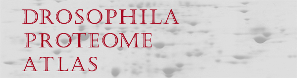 Drosophila Proteomics Database